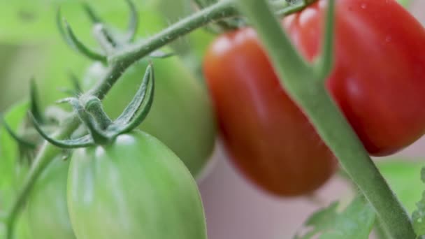 Perto de tomates que crescem na videira — Vídeo de Stock