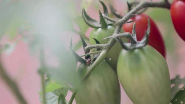 Zbliżenie pomidorów rosnących na winorośli — Wideo stockowe