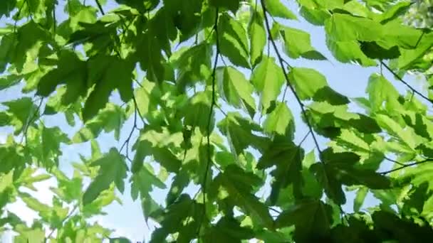 Timelapse video de árboles y cielo vista de ángulo bajo — Vídeos de Stock