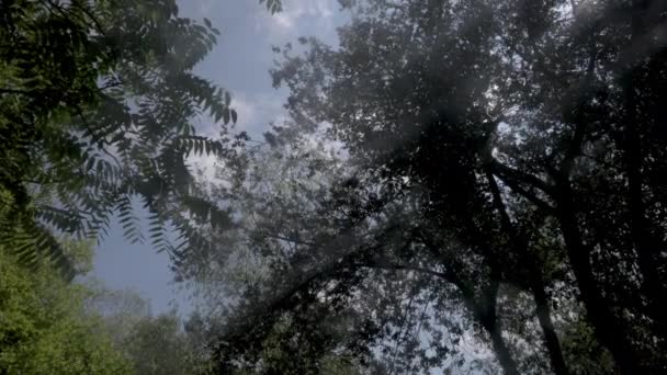 Περιστρεφόμενο βίντεο από δέντρα και θέα στον ουρανό με χαμηλή γωνία — Αρχείο Βίντεο