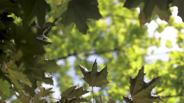 Arbres et feuilles avec changement de focus — Video