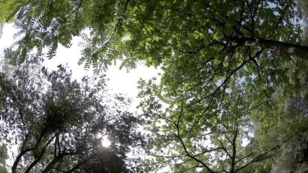 filature vidéo des arbres et ciel vue à faible angle