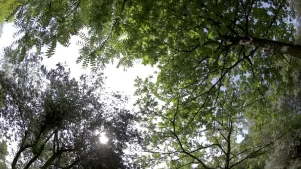 Περιστρεφόμενο βίντεο από δέντρα και θέα στον ουρανό με χαμηλή γωνία — Αρχείο Βίντεο