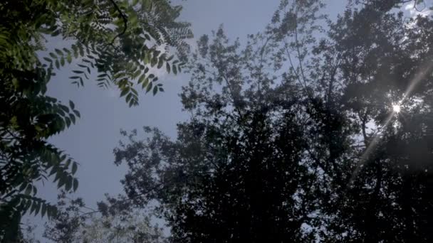 Girando video de árboles y cielo vista de ángulo bajo — Vídeos de Stock
