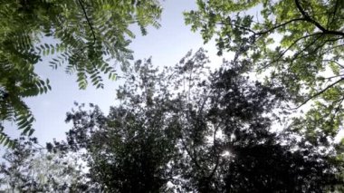 Ağaçların dönen videosu ve alçak açı görünümü