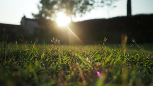 Sluiten van gras in zonovergoten veld — Stockvideo