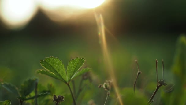 Zblízka trávy na sluncem osvětleném poli — Stock video