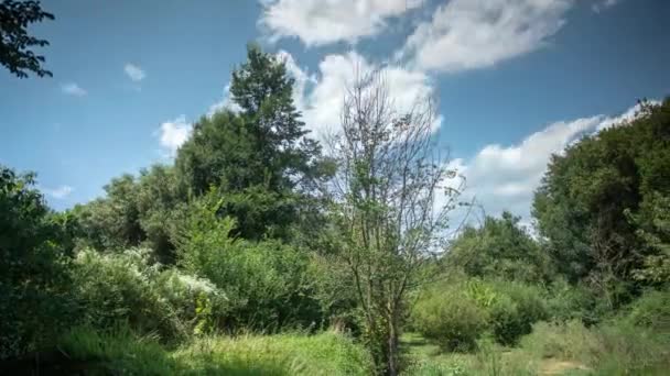 Filmato time lapse di alberi in campo, Garrotxa, Spagna — Video Stock