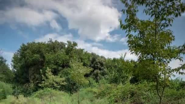 Images en accéléré d'arbres dans un champ, Garrotxa, Espagne — Video