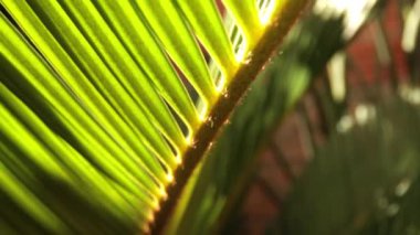 Güneş ışığıyla kaplı palmiye yaprağına çok yakın.