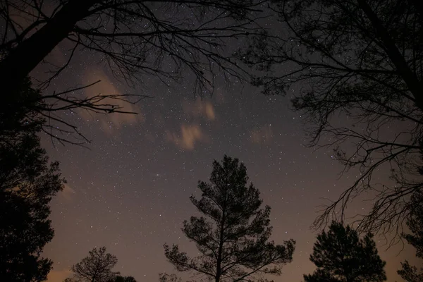 Stars in night sky above trees — Stock Photo, Image