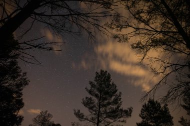Gece gökyüzündeki yıldızlar ağaçların üzerinde