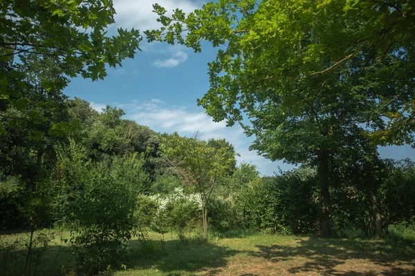 Träd på fältet, Garrotxa, Spanien — Stockfoto