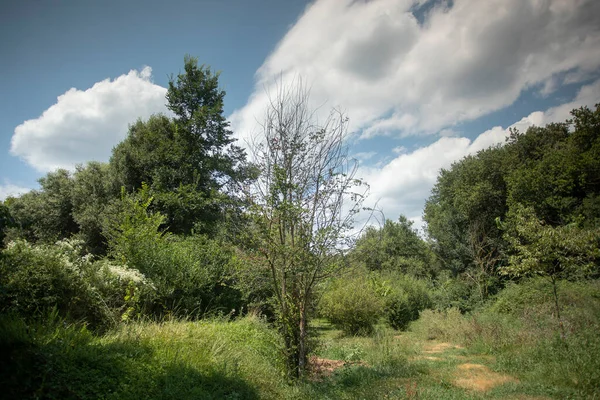 Träd på fältet, Garrotxa, Spanien — Stockfoto