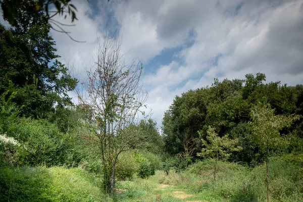 Bäume im Feld, Garrotxa, Spanien — Stockfoto