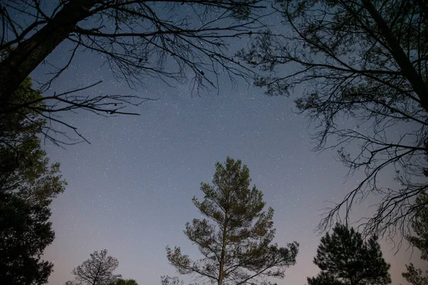 Stars in night sky above trees — Stock Photo, Image