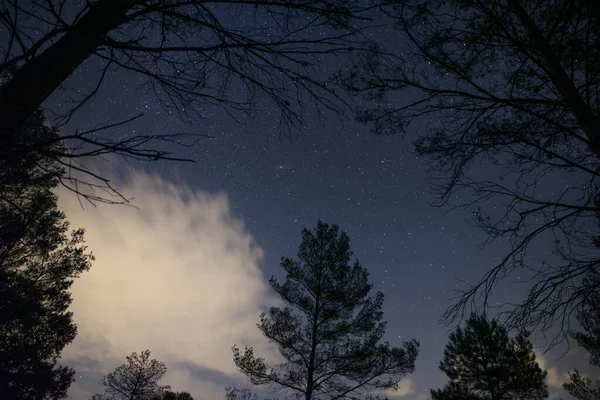 Sterne am Nachthimmel über Bäumen — Stockfoto