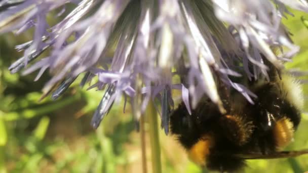 Macro de imagens de vídeo de abelha em flor selvagem — Vídeo de Stock