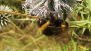 Yabani çiçeklerdeki arıların makro video görüntüleri