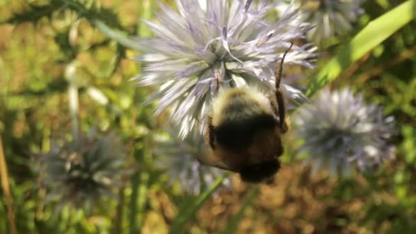 Macro vidéo de l'abeille sur la fleur sauvage — Video