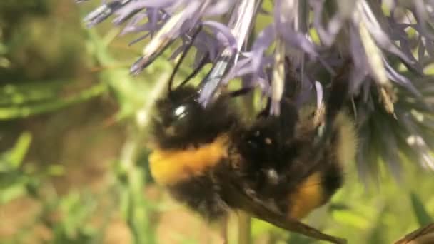 Macro video footage of bee on wild flower — Stock Video