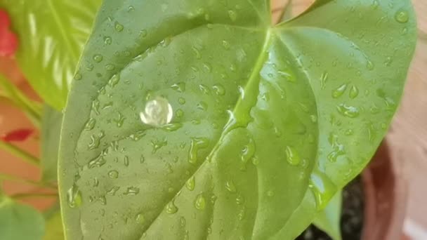 Slow motion footage of water droplets falling on green leaf — Stock Video