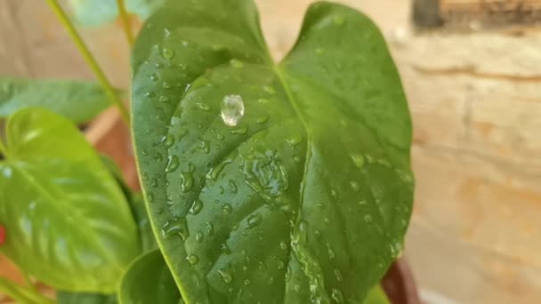 Slow motion beelden van waterdruppels vallen op groen blad — Stockvideo