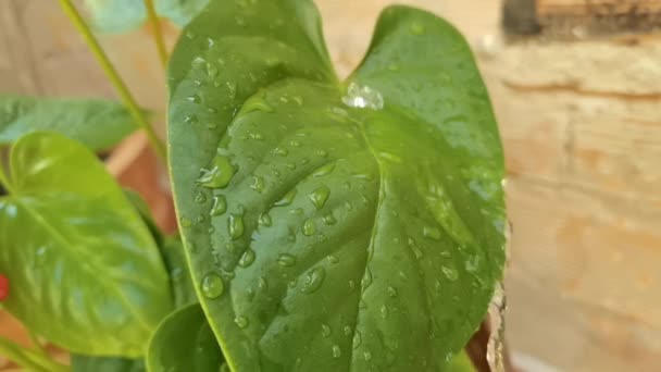 Slow motion footage of water droplets falling on green leaf — Stock Video