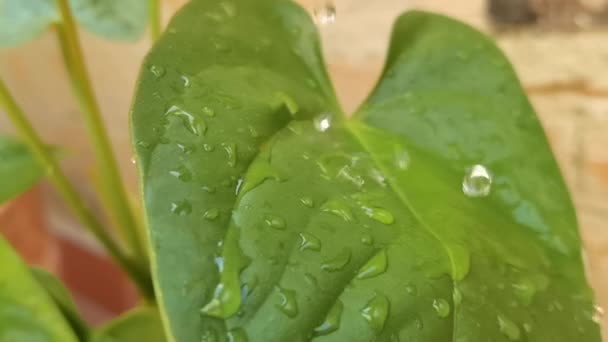 Filmagem em câmera lenta de gotículas de água caindo na folha verde — Vídeo de Stock