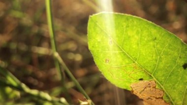 Güneş ışığındaki yeşil yaprağın makro görüntüleri