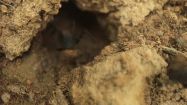 Karınca yuvası ile hareket eden karıncaların video görüntüleri