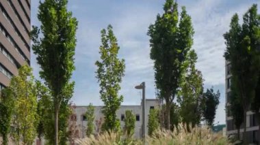 El Poblenou, Barselona, İspanya 'daki ağaçların hızlandırılmış görüntüleri