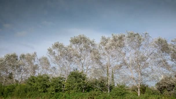 풍랑이 부는 날 하늘에 구름이 떠 있는 포플러 나무의 사진 — 비디오