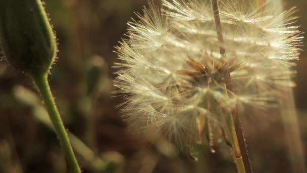 Macro beeldmateriaal van paardebloem verdwenen naar zaad — Stockvideo