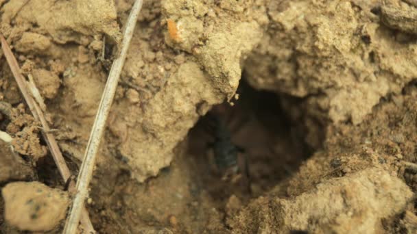 Videobeelden van mieren die door mierennest bewegen — Stockvideo