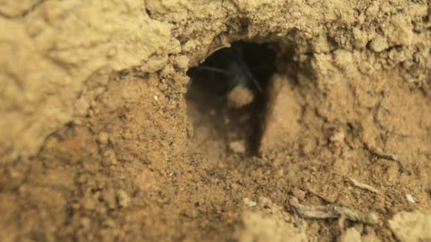 Filmagem de vídeo de formigas se movendo por formiga ninho — Vídeo de Stock