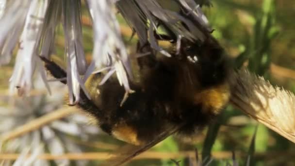 Макровидео с пчелой на диком цветке — стоковое видео