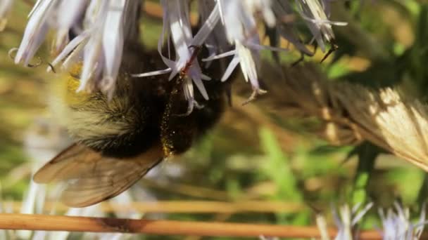 Makrowideo z pszczoły na dzikim kwiatku — Wideo stockowe