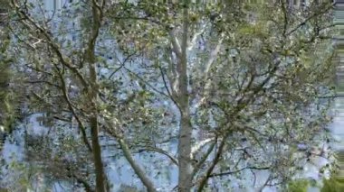 Rüzgarlı bir günde kavak ağaçlarının zaman çizelgesi