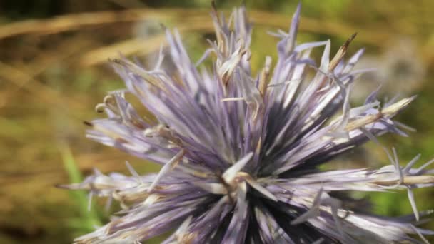 Macro video beelden van paarse wilde bloem — Stockvideo