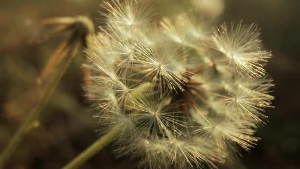 Makro materiał filmowy kwiat mniszka lekarskiego poszedł do nasion — Wideo stockowe