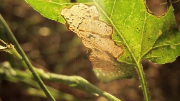 Macro footage of green leaf in sunlight — Stock Video