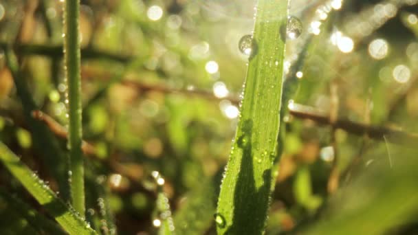 Macro film of dew drops on blade of grass — Stock Video