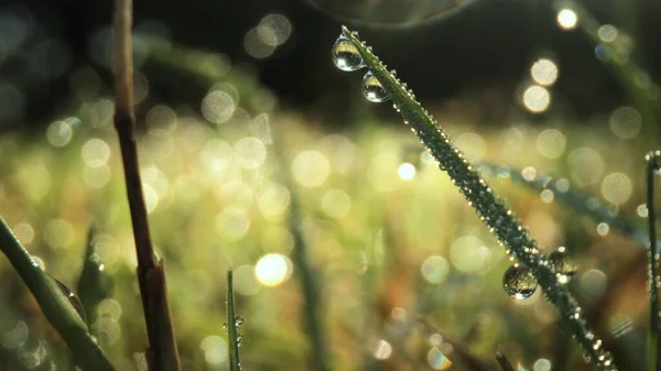 Image Gros Plan Extrême Herbe Verte Humide Avec Lumière Soleil — Photo