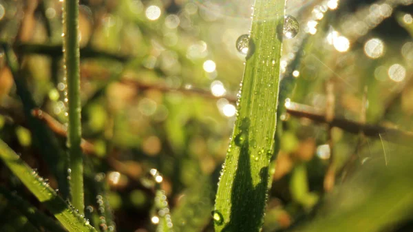 Image Gros Plan Extrême Herbe Verte Humide Avec Lumière Soleil — Photo