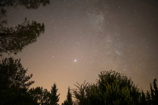 Stars in night sky above trees — Stock Photo, Image