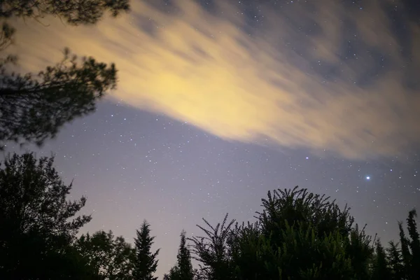 Gece gökyüzündeki yıldızlar ağaçların üzerinde — Stok fotoğraf