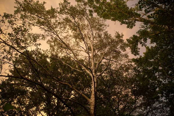 Тополя на закате — стоковое фото