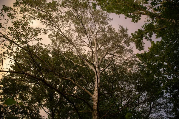 Gün batımında kavak ağaçları