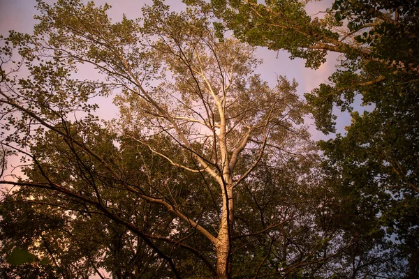 Topola drzew podczas zachodu słońca — Zdjęcie stockowe
